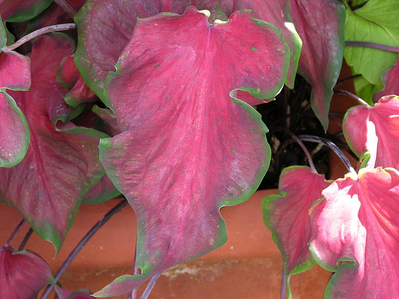 File:Caladium bicolor 'Florida Red Ruffles' Leaves 3264px.JPG