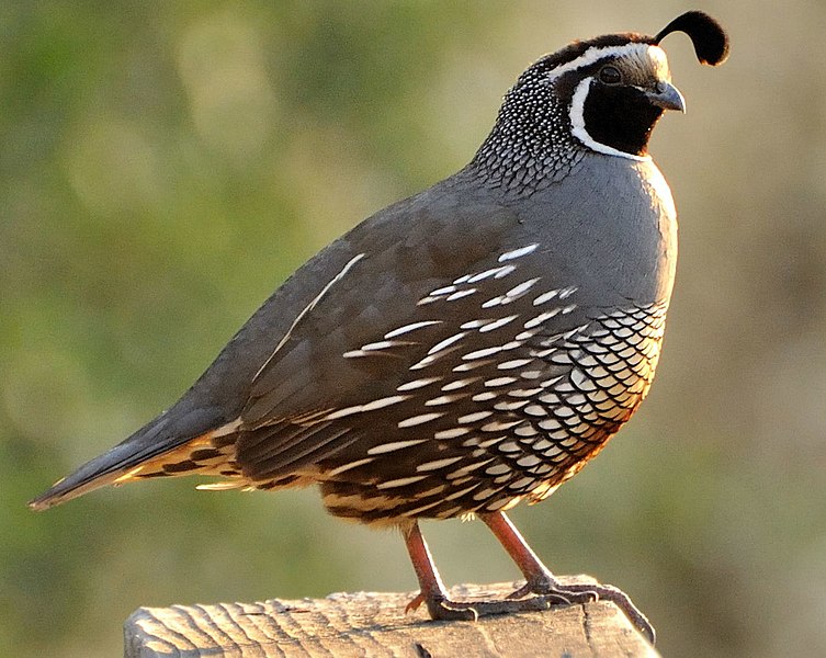 File:Callipepla californica -Santa Teresa County Park, San Jose, California, USA -male-8a (cropped).jpg