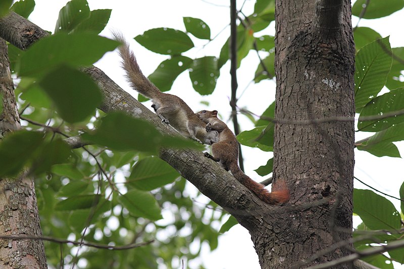 File:Callosciurus finlaysonii bocourti 86364220.jpg