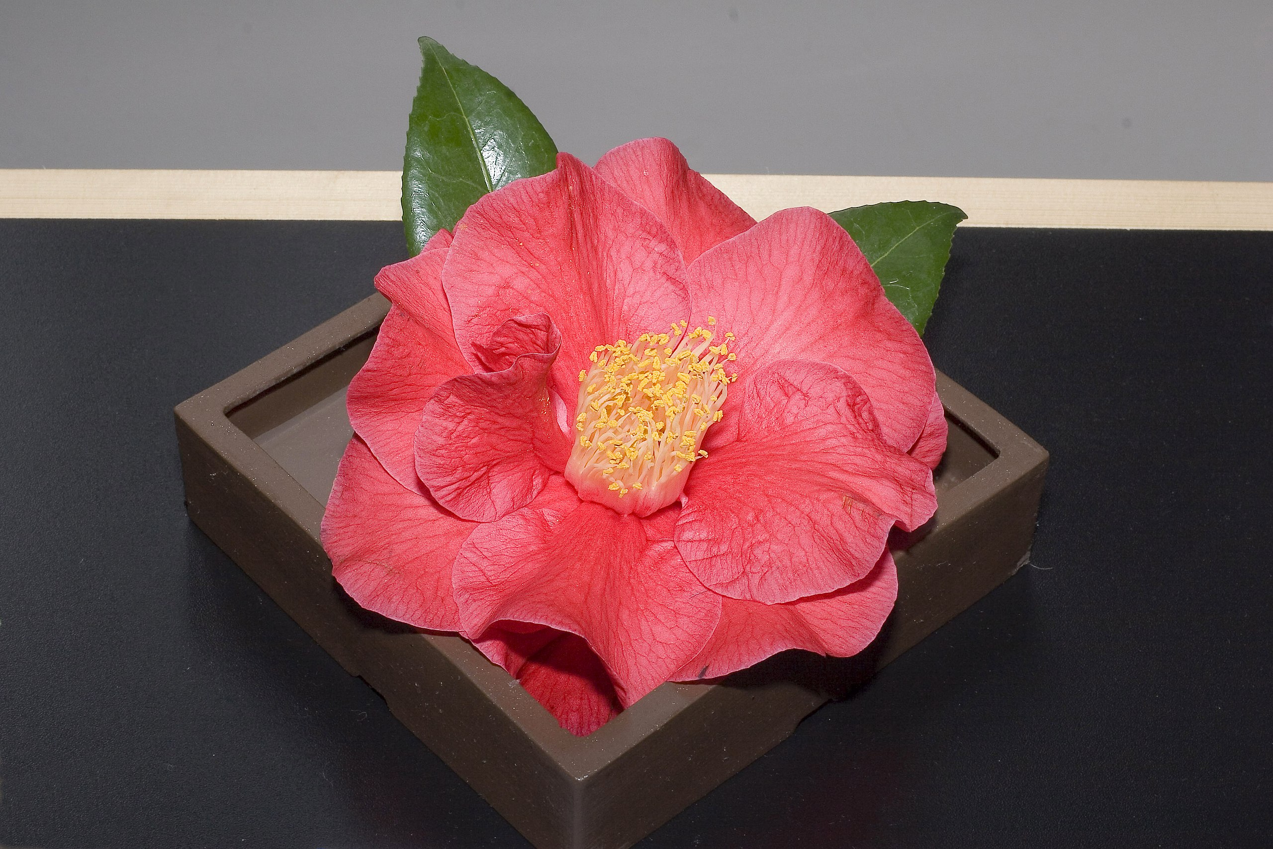 File:Camellia.japonica.cv.Grand.Prix.7172.jpg - Wikimedia Commons