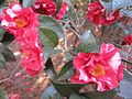 Camellia japonica 'Monjusu'.jpg