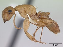 Camponotus curviscapus