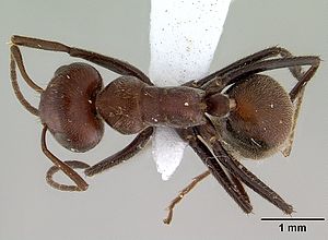 Camponotus saundersi casent0179025 dorsal 1.jpg