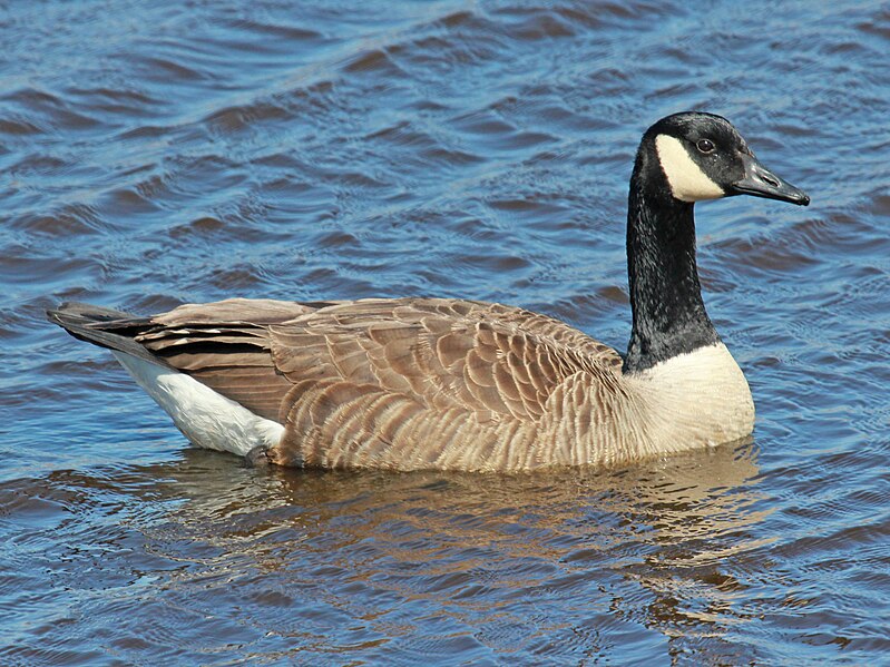 File:Canada Goose Cape May RWD.jpg