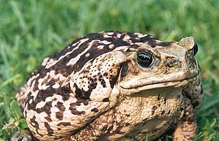 A large, adult cane toad, showing the light colouration present in some specimens of the species