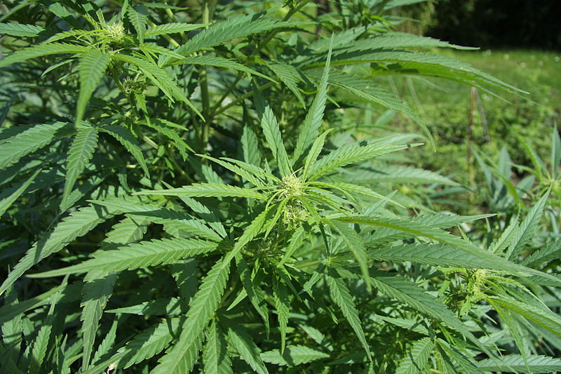 Datei:Cannabis sativa plant (4).JPG