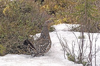 Tjäder i Hossa.