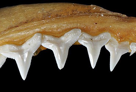 Carcharhinus perezii upper teeth.jpg