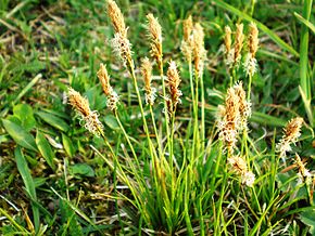 A kép leírása Carex caryophyllea (Ankstyvoji viksva) 002.JPG.