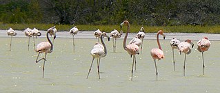 Jaragua National Park Reserve