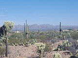 West Saguaro National Park around Sombrero Mountain near Tucson, Arizona in November 2016.