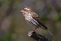 Purple Finch, female Roselin pourpré, mâle