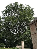 Carshalton Plane (5).jpg