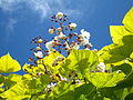 Catalpa speciosa