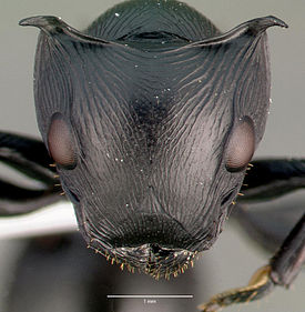 Голова муравья Cataulacus oberthueri