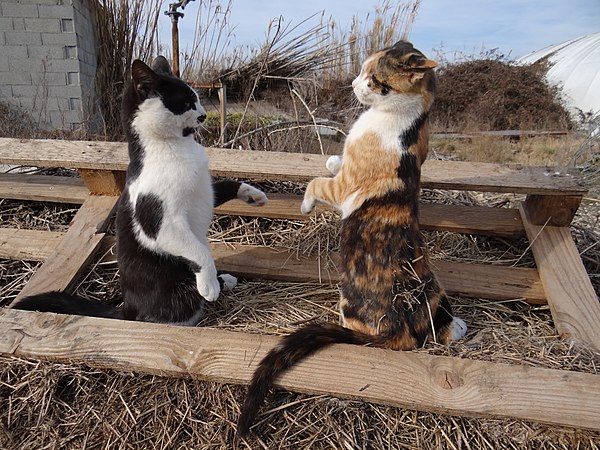 Two domestic cats posturing during ritualized aggression over a territory