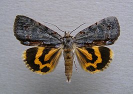 Catocala grynea