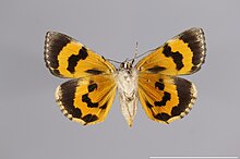 Catocala nymphaeoides YPM THT 898291 V.jpg