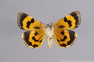 Catocala nymphaeoides YPM ENT 898291 V.jpg