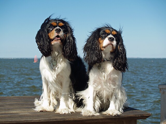 https://upload.wikimedia.org/wikipedia/commons/thumb/d/dd/Cavalier_King_Charles_Spaniels_%282821585840%29.jpg/640px-Cavalier_King_Charles_Spaniels_%282821585840%29.jpg