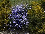 Ginster und Lein in der Sierra Mágina