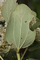 Ceanothus velutinus