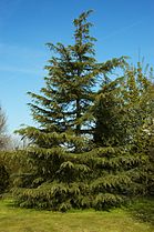 Cedrus deodara (Deodar Cedar)