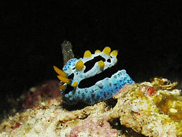 Phyllidia coelestis