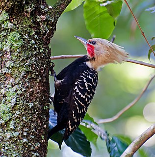 Blond-crested woodpecker Species of bird