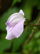 The butterfly pea, Centro (Centrosema pubescens)