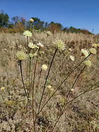 C. uralensis