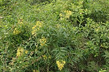 Growing as a weed Cestrum parqui plant NC2.jpg