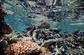 Pareja en un arrecife superficial en Wakaya, Fiyi