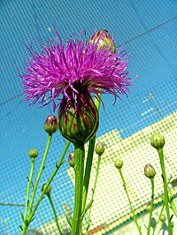 Cheirolophus crassifolius flower.jpg