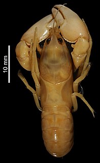 <i>Cherax parvus</i> Species of crayfish