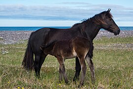 Horse on Langlade isthmus