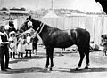 Children admiring a prize winning horse at the Ekka, Brisbane, ca. 1906 (7642242704).jpg