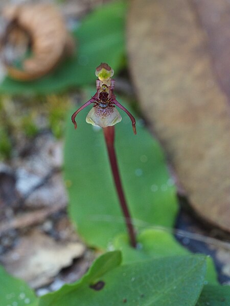 File:Chiloglottis sylvestris.jpg