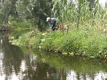 One of the few remaining chinampas at Xochimilco Chinampa.JPG