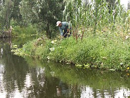 One of the remaining chinampas in Xochimilco Chinampa.JPG