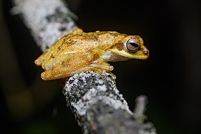 Descrizione dell'immagine Chiromantis nongkhorensis, Raganella asiatica di Nongkhor - Distretto di Kaeng Krachan, Phetchaburi.jpg.