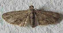 Chloroclystis costicavata.12-13mm- (زن.). jpg