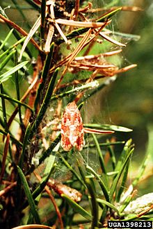 Choristoneura pinus.jpg