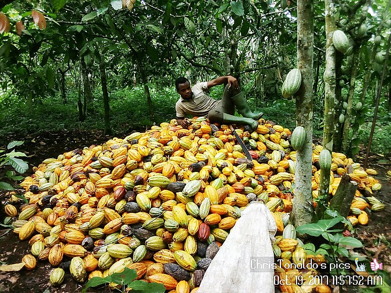 File:ChrisTonaldo on his harvested coacoa.jpg