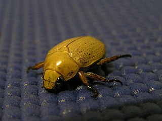 <span class="mw-page-title-main">Christmas beetle</span> Genus of beetles