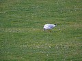 Chroicocephalus ridibundus Gaviota reidora