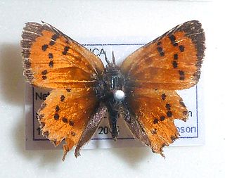 <i>Chrysoritis chrysaor</i> Species of butterfly