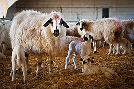 Churra ewes and lambs in Segovia.jpg