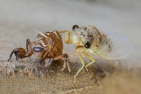 Cicadidae with exuvia, immediately after moulting, in Laos, front view