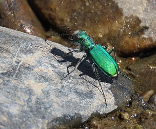 <i>Cicindela denverensis</i> Species of beetle